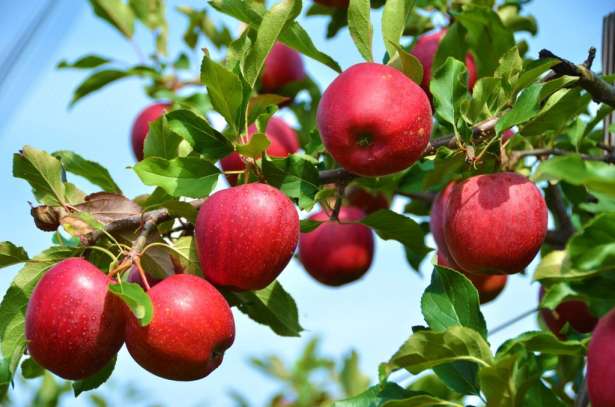 ஆப்பிள் மரமும் விவசாயியும்